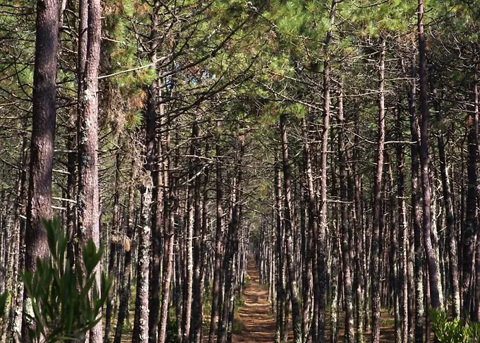 Riaencontros- T4 Junto Ria E Pinhal * Aveiro